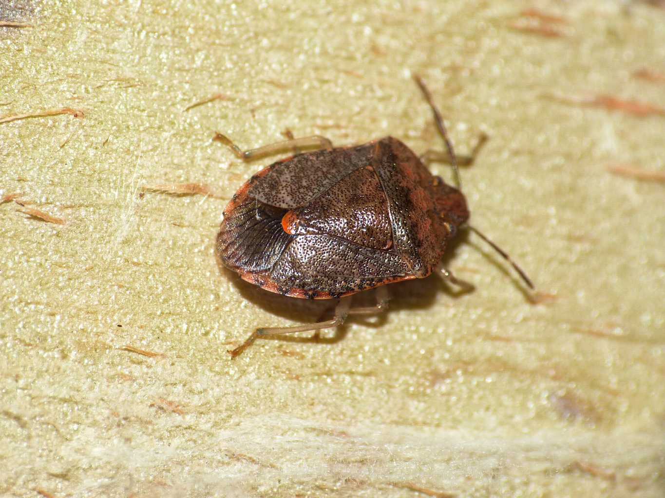 Pentatomidae: Dryadocoris apicalis di Ostia antica (RM)